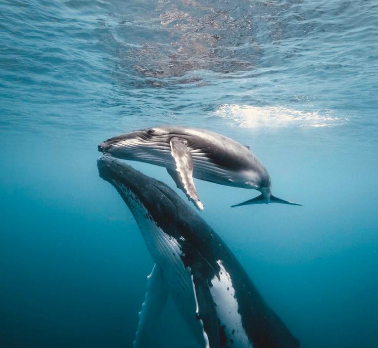 Photos de Dream Island à Moorea - photo 6