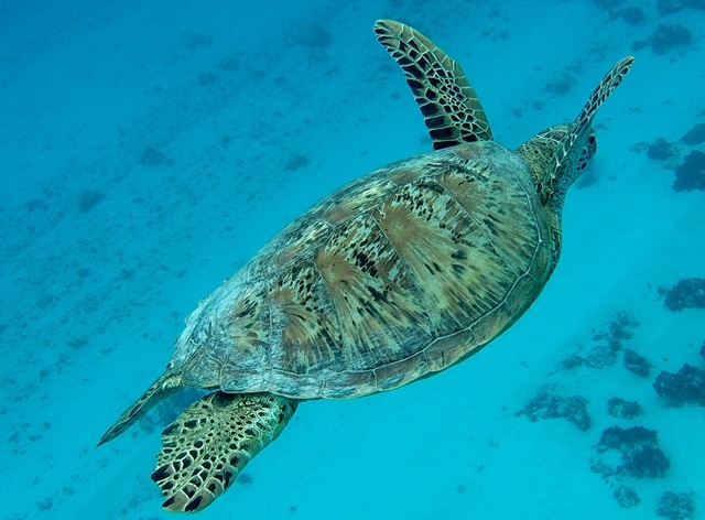 Photos de Dream Island à Moorea - photo 8